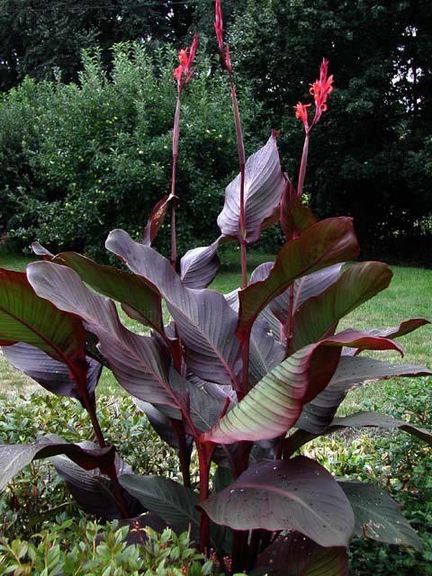 DSCN3805a (Zack's Garden)