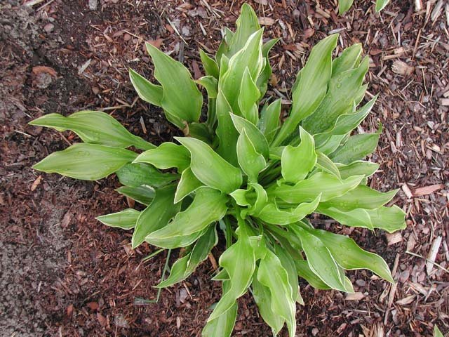 DSCN3806 (Zack's Garden)