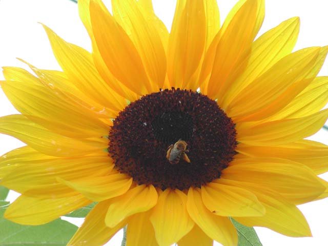 DSCN3812 (Sunflower)